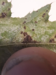 Puccinia calcitrapae