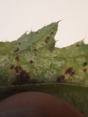 Puccinia calcitrapae