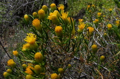 Pteronia pallens