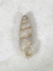 Carychium clappi