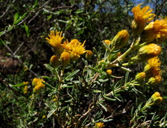Pteronia pallens