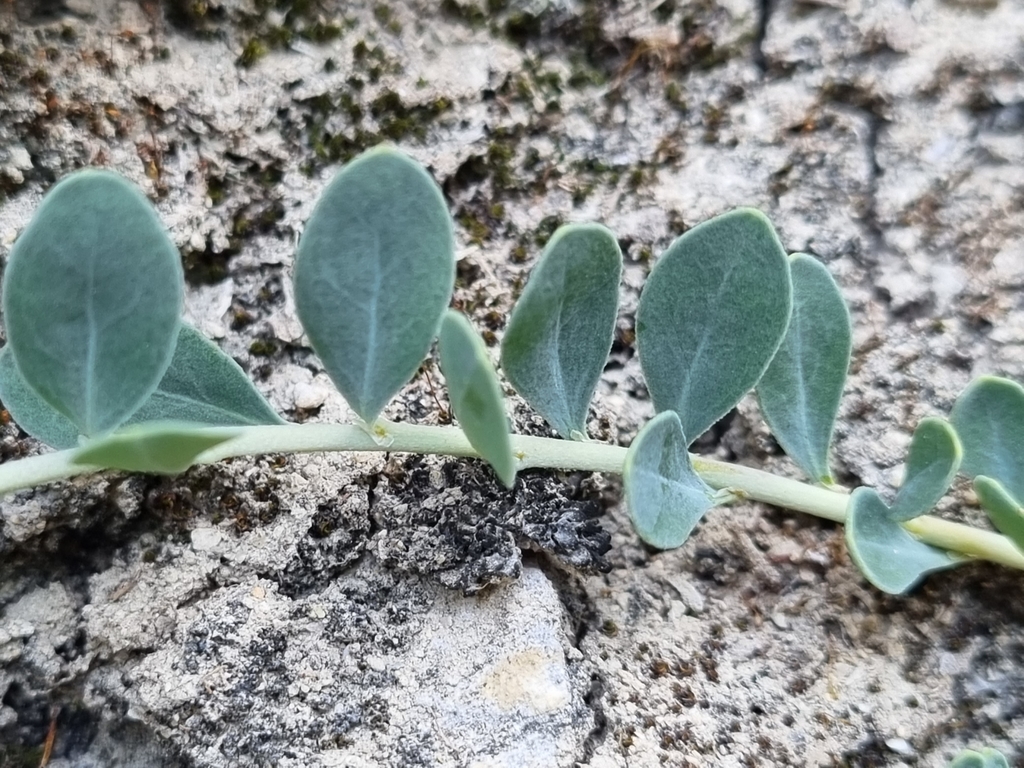 Telephium