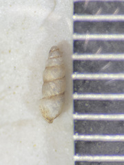 Carychium clappi