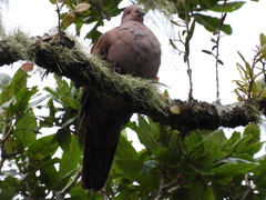 Patagioenas