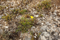 Fumana procumbens