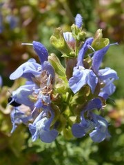 Salvia dentata