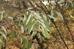 Grewia bicolor bicolor