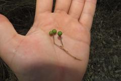 Grewia bicolor bicolor