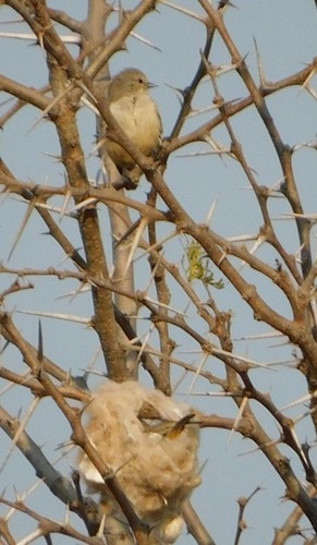 African Penduline-Tit