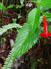 Achimenes heterophylla