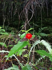 Achimenes heterophylla