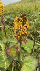 Ligularia hodgsonii