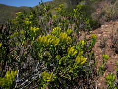 Pteronia paniculata