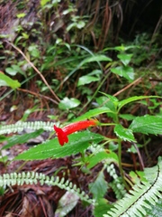 Achimenes heterophylla