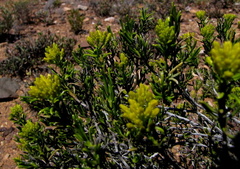 Pteronia paniculata