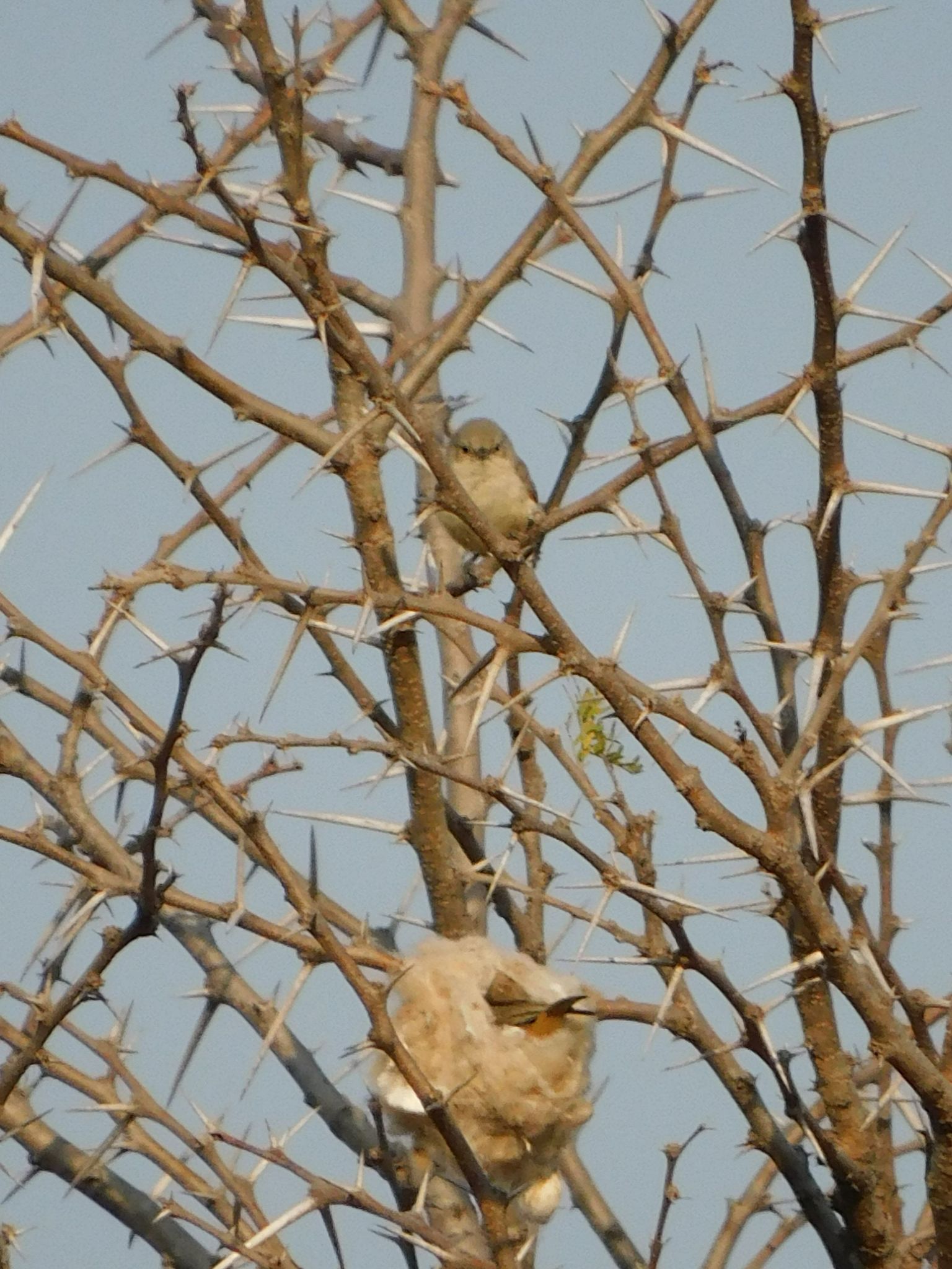 Grey Penduline Tit (Anthoscopus caroli), photo 10