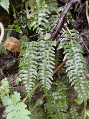 Hymenasplenium unilaterale