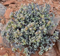 Schlechteranthus hallii