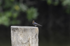 Hirundo tahitica