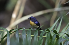 Cyornis rufigastra