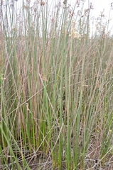 Schoenoplectus scirpoides