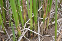 Schoenoplectus scirpoides