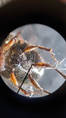 Onthophagus variegatus