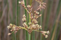 Schoenoplectus scirpoides