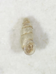 Carychium