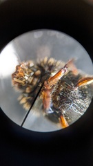 Onthophagus variegatus