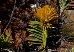 Pteronia fasciculata