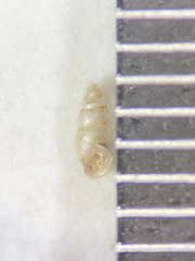 Carychium
