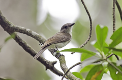 Pachycephala cinerea