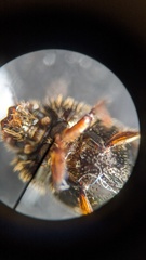 Onthophagus variegatus