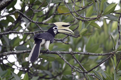 Anthracoceros albirostris