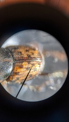 Onthophagus variegatus