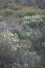 Dimorphotheca cuneata