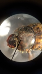 Onthophagus variegatus