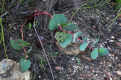 Protea cordata