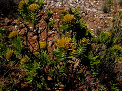 Pteronia fasciculata