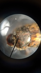 Onthophagus variegatus