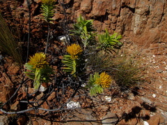 Pteronia fasciculata