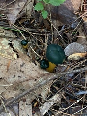 Leotia viscosa