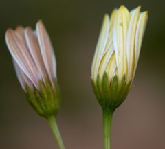Dimorphotheca cuneata