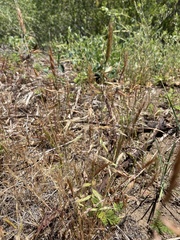 Festuca microstachys