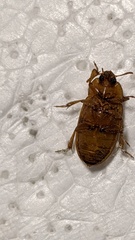Diaperinae