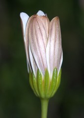 Dimorphotheca cuneata