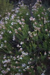 Dimorphotheca cuneata