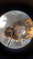 Onthophagus variegatus