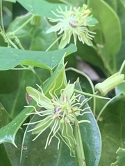 Passiflora lutea